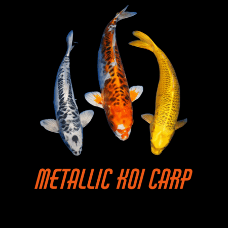Metallic Koi Carp