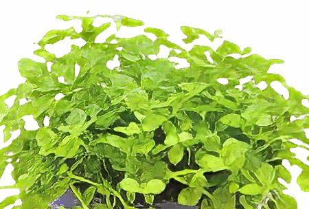 Five Potted Plants Monte Carlo Plant Micranthemum Monte Carlo