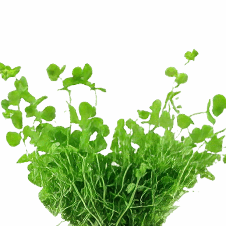 Five Bunched Plants Baby Tears Plant Micranthemum Umbrosum