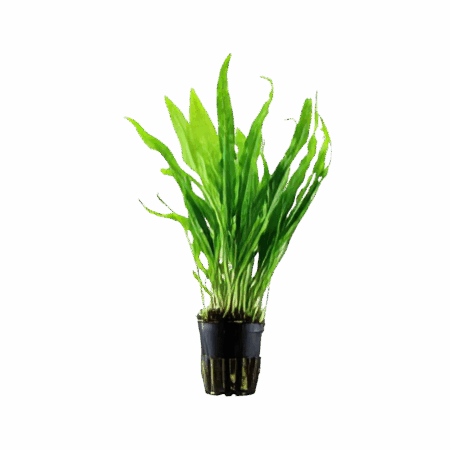 Five Potted Plants Narrow Leaf Java Fern Plant Microsorium Pteropus