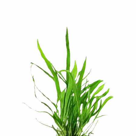 Five Potted Plants Mini Java Fern Plant Microsorium Pteropus