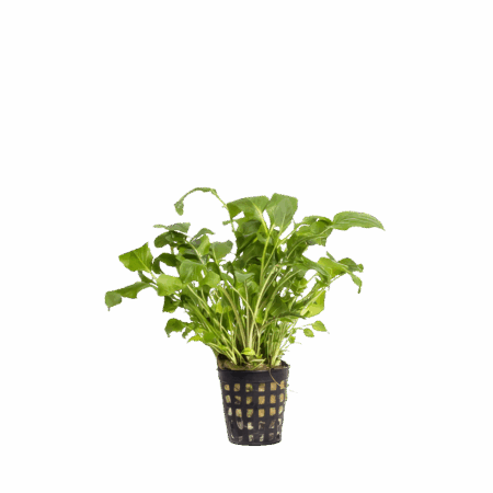 Five Potted Plants Lake Water Cress Plant Neobeckia Aquatica