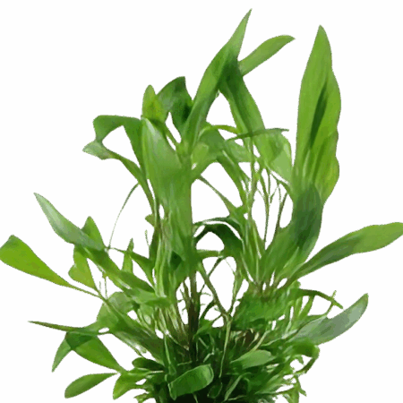 Five Bunched Plants Giant Hygro Plant Nomaphila Siamensis