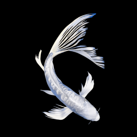 Platinum Butterfly Japanese Koi Carp Cyprinus Carpio