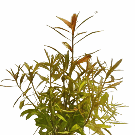 Five Potted Plants Mermaid Weed Plant Proserpinaca Palustris