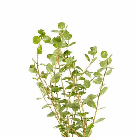 Five Potted Plants Pink Rotala Ceylon Plant Rotala Ceylon