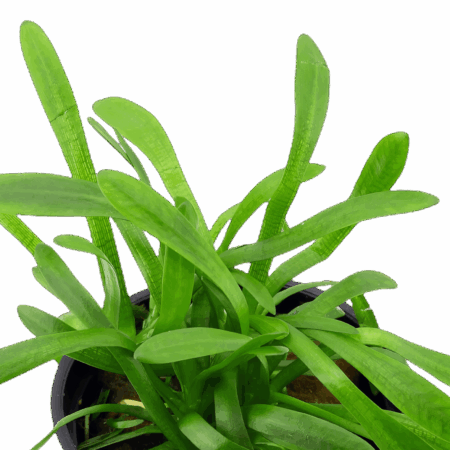 Five Potted Plants Narrow Leaved Arrowhead Plant Sagittaria Subulata