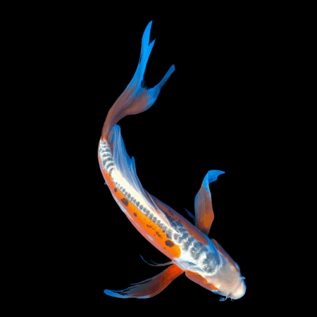 Shusui Butterfly Classic Koi Carp Cyprinus Carpio