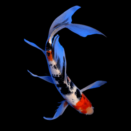 Taisho Sanke Butterfly Classic Koi Carp Cyprinus Carpio