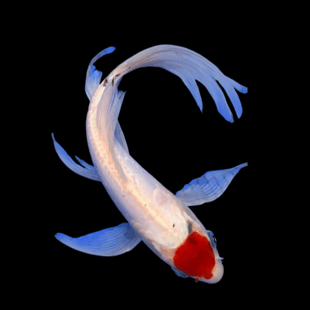 Tancho Butterfly Japanese Koi Carp Cyprinus Carpio