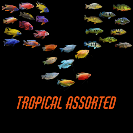 Tropical Assorted