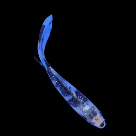 Utsurimono Butterfly Classic Koi Carp Cyprinus Carpio