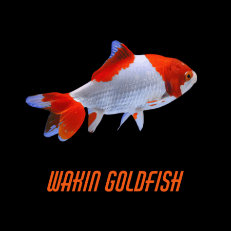 Wakin Goldfish