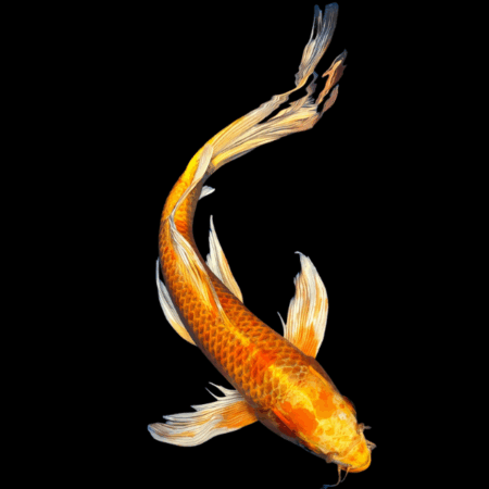 Yamabuki Butterfly Grade A Koi Carp Cyprinus Carpio