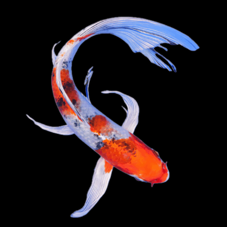 Yamato Nishiki Butterfly Classic Koi Carp Cyprinus Carpio