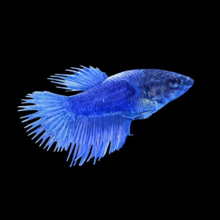 Crown Tail Betta Female Blue 3cm