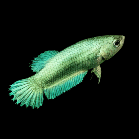 Crown Tail Betta Female Green Base 3cm