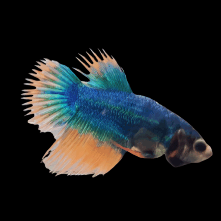 Crown Tail Betta Female Mustard Gas 3cm