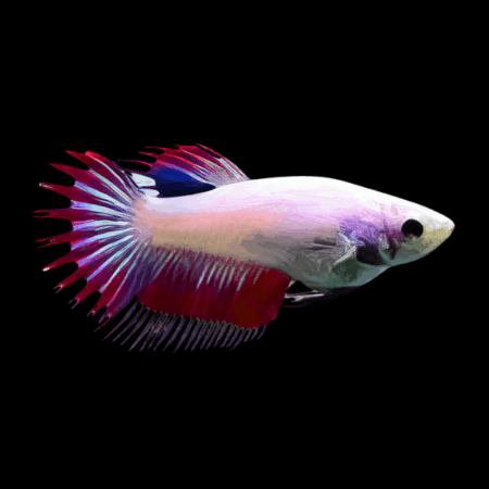 Crown Tail Betta Female Pink Base 3cm