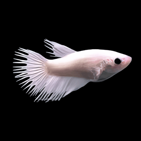 Crown Tail Betta Female Platinum 3cm