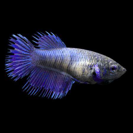 Crown Tail Betta Female Purple Base 3cm