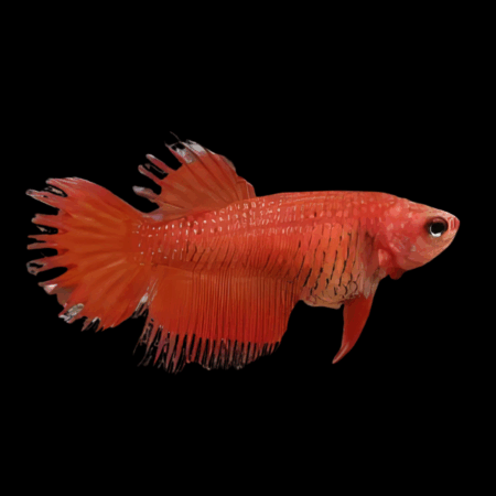 Crown Tail Betta Female Red 3cm