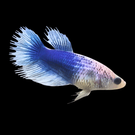 Crown Tail Betta Female White Base 3cm