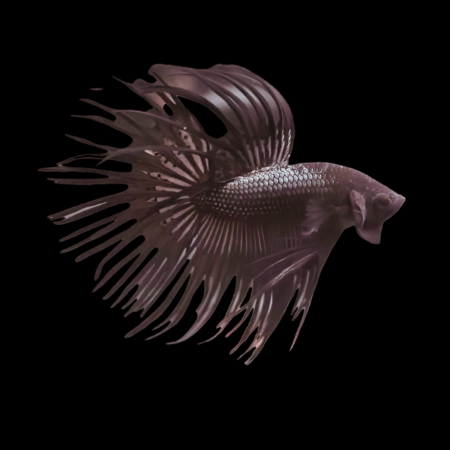 Crown Tail Betta Male Black 3cm