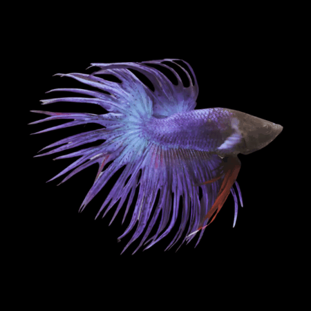 Crown Tail Betta Male Blue 3cm