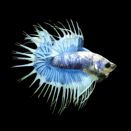Crown Tail Betta Male Blue Base 3cm