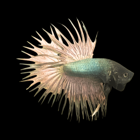 Crown Tail Betta Male Copper 3cm