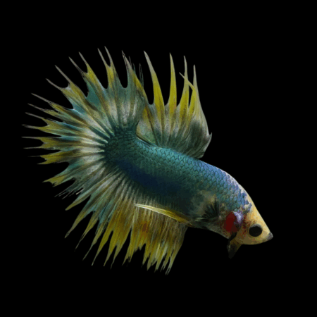 Crown Tail Betta Male Green Base 3cm