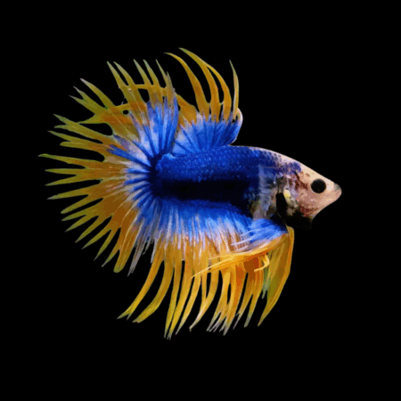 Crown Tail Betta Male Mustard Gas 3cm