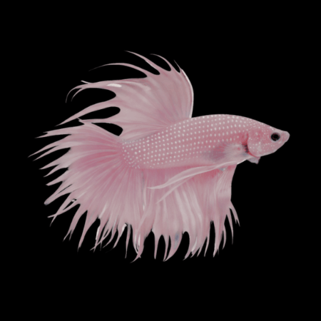 Crown Tail Betta Male Pink Base 3cm