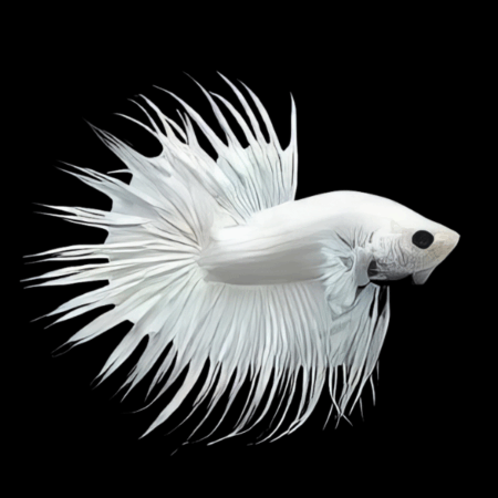 Crown Tail Betta Male Platinum 3cm