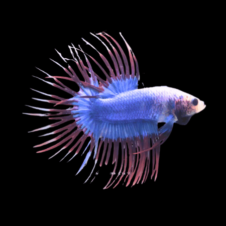 Crown Tail Betta Male Purple Base 3cm