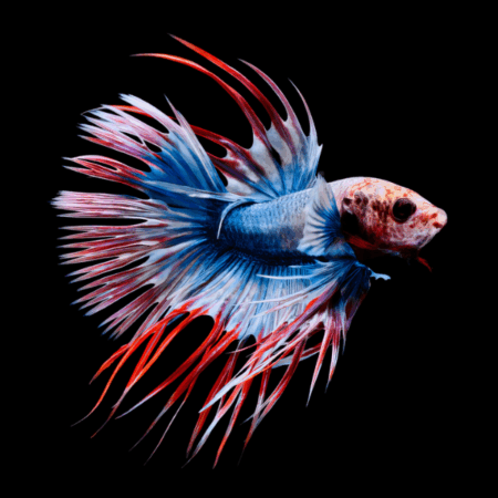 Crown Tail Betta Male Tri Colour 3cm