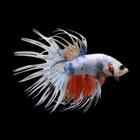 Crown Tail Betta Male White Base 3cm