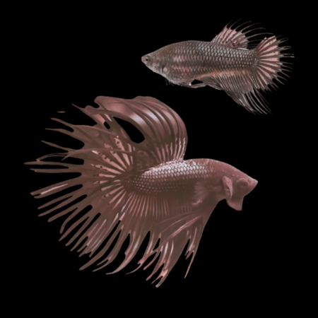 Crown Tail Betta Pair Male & Female Black 3cm