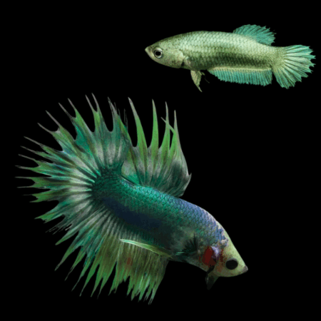 Crown Tail Betta Pair Male & Female Green Base 3cm