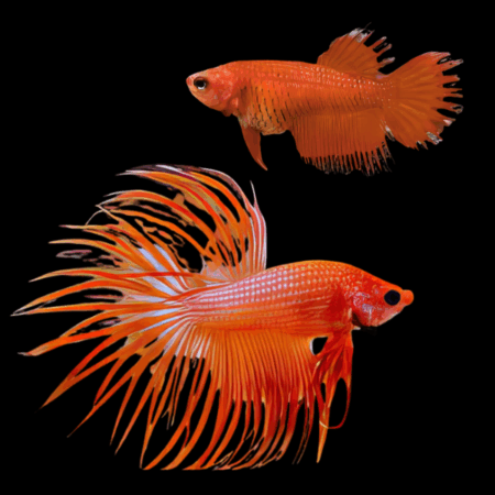 Crown Tail Betta Pair Male & Female Orange Base 3cm