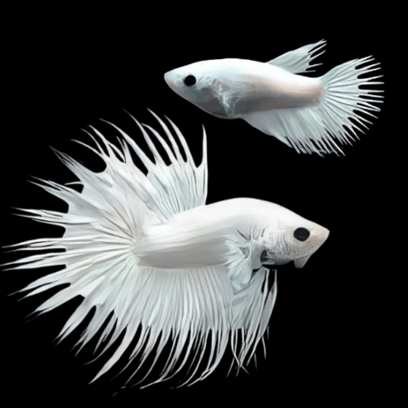Crown Tail Betta Pair Male & Female Platinum 3cm