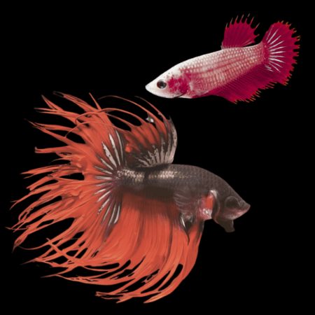 Crown Tail Betta Pair Male & Female Red Base 3cm