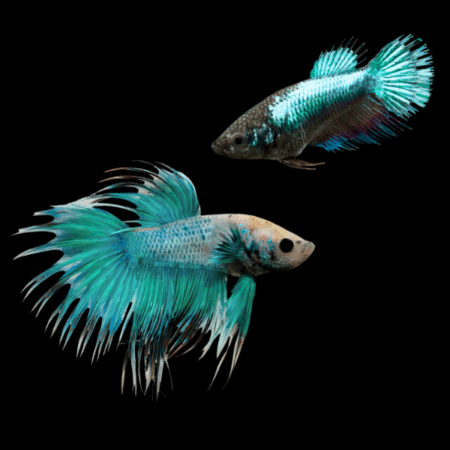 Crown Tail Betta Pair Male & Female Turquoise Base 3cm