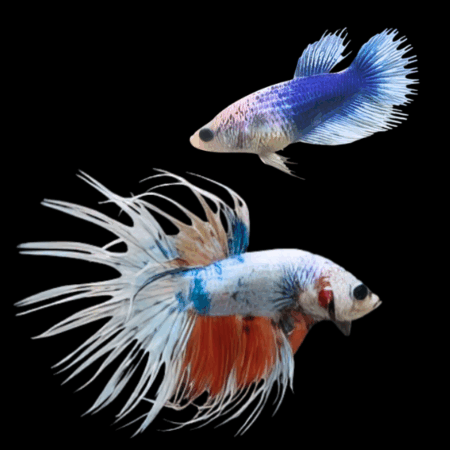 Crown Tail Betta Pair Male & Female White Base 3cm