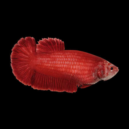 Dragon Scale Half Moon Betta Female Red 3cm