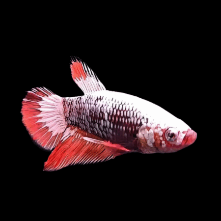 Dragon Scale Half Moon Betta Female Red Base 3cm