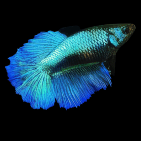 Dragon Scale Half Moon Betta Female Turquoise 3cm