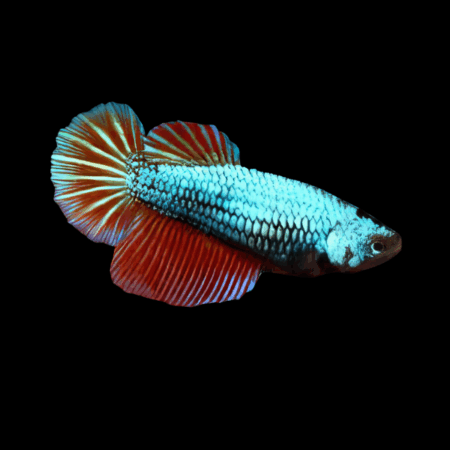 Dragon Scale Half Moon Betta Female Turquoise Base 3cm