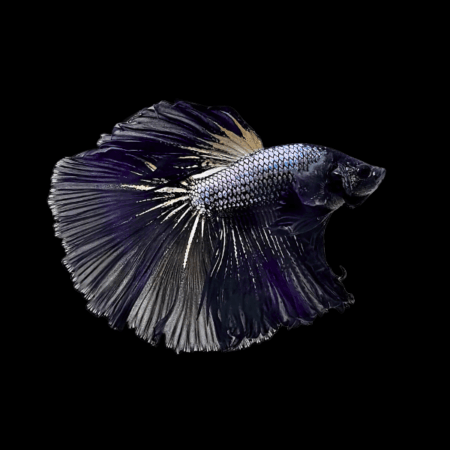 Dragon Scale Half Moon Betta Male Black 3cm
